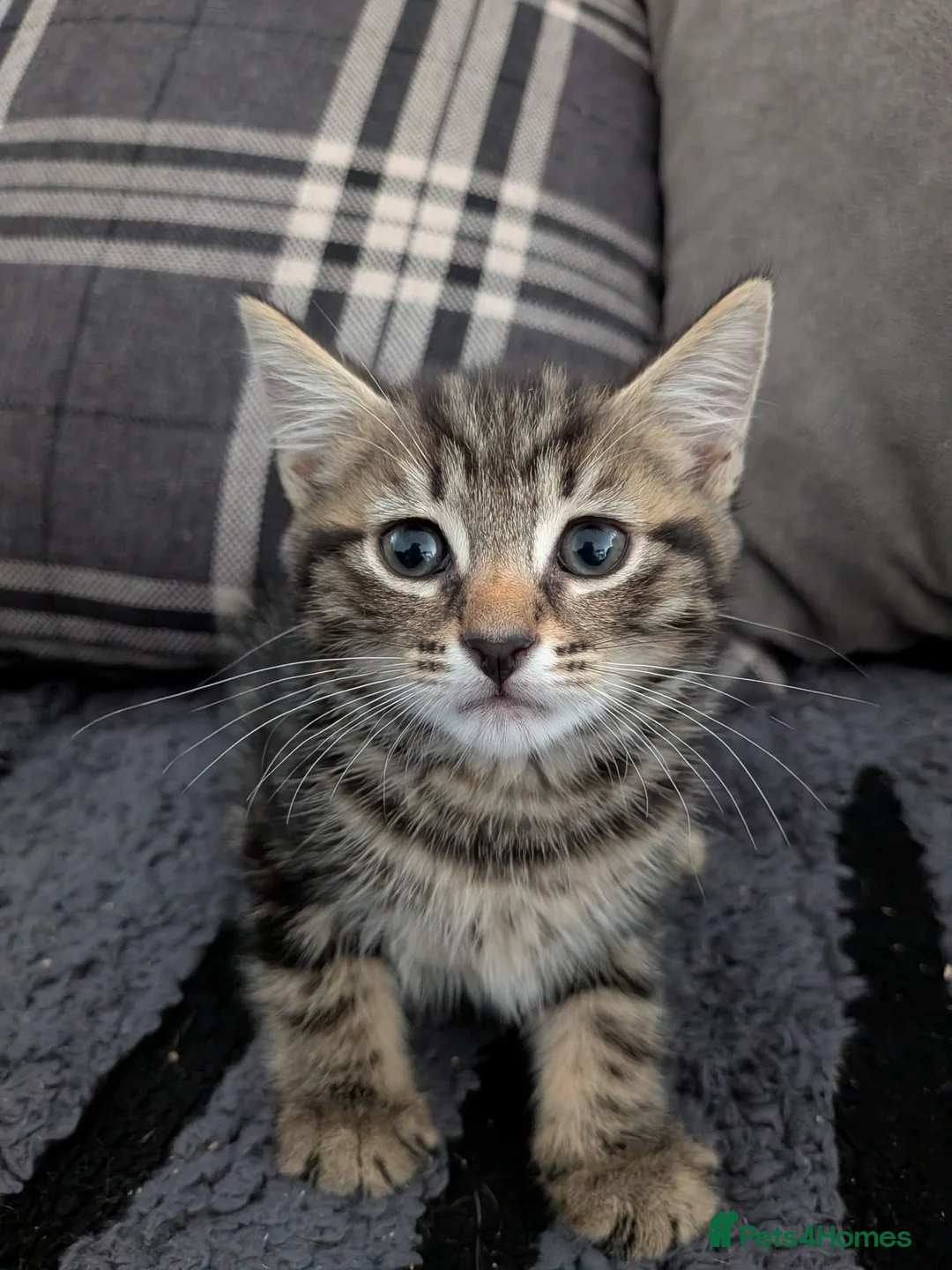 Mixed Breed cats for sale: Beautiful 9 week kittens  in Bognor Regis - Advert 1