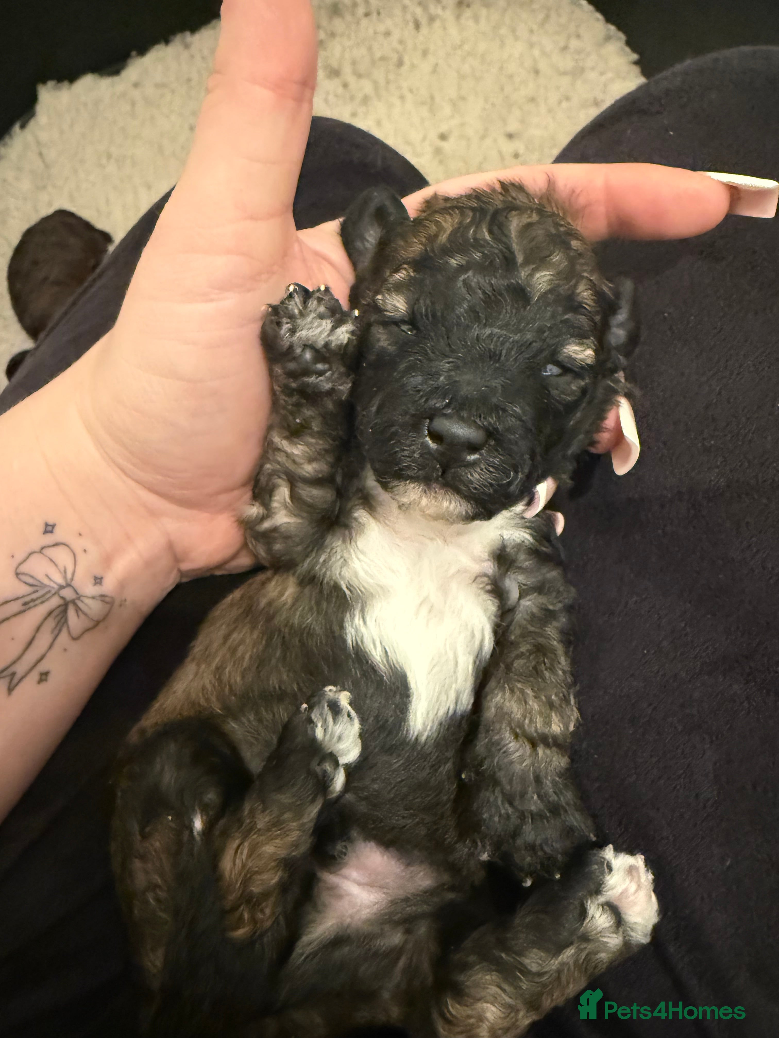 Poochon dogs ‼️ONLY SABLE BOY LEFT in pic ‼️ 5 poochon babies  - Advert 7