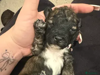 Poochon dogs ‼️ONLY SABLE BOY LEFT in pic ‼️ 5 poochon babies - Advert 7