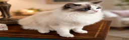Ragdoll cats for sale: Stunning Pure Ragdoll kittens  - Advert 6