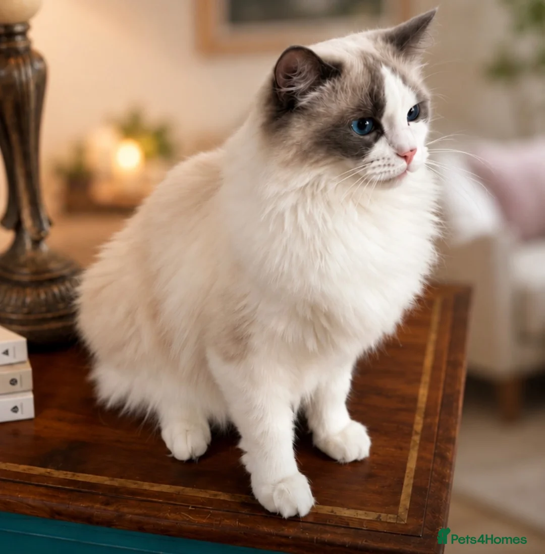 Ragdoll cats for sale: Stunning Pure Ragdoll kittens  - Advert 6