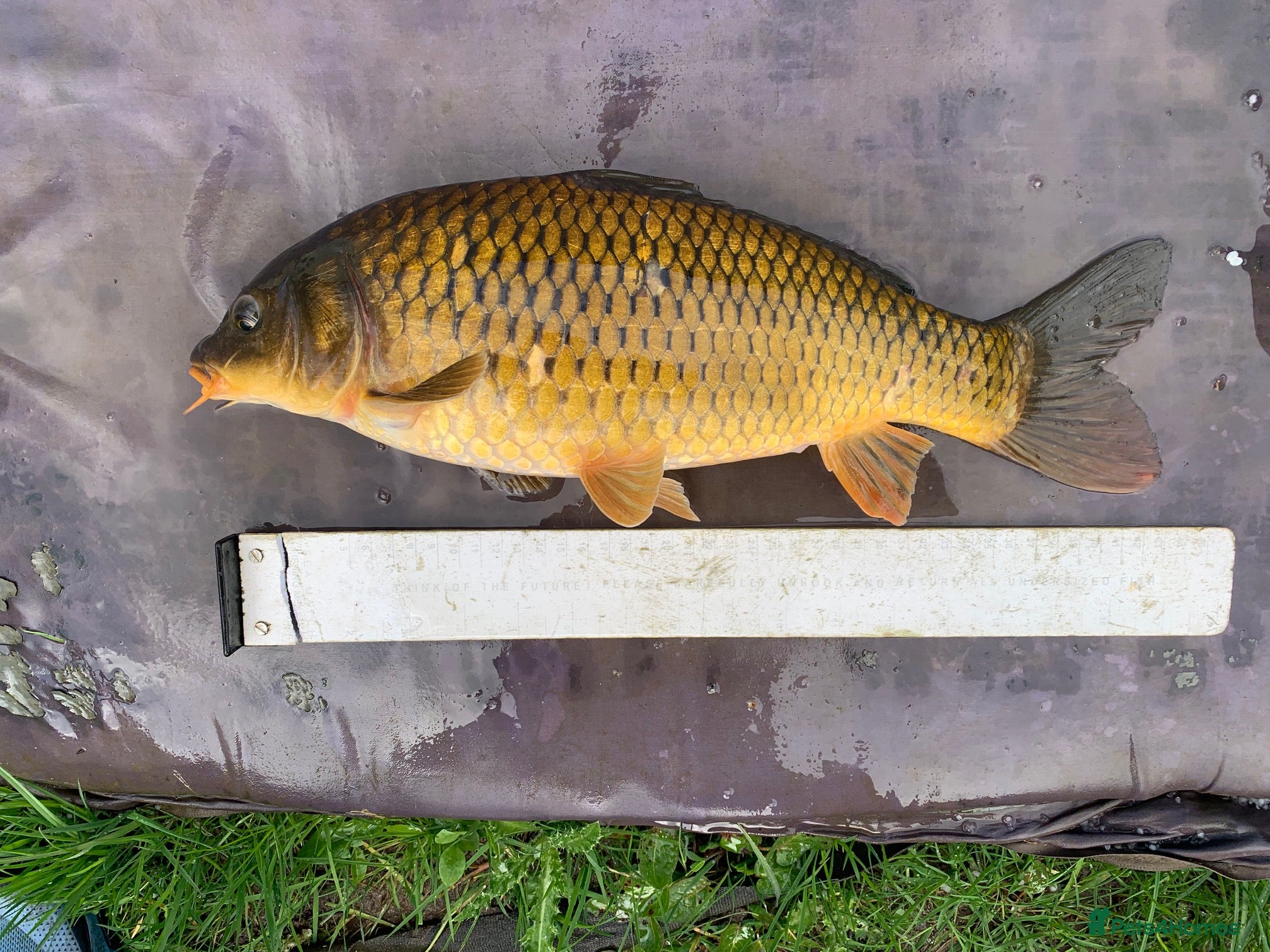 Koi Carp fish Mirror & Common Carp 10-18 Inches - Advert 14