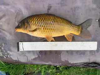 Koi Carp fish Mirror & Common Carp 10-18 Inches - Advert 14