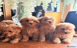 Mixed Breed dogs for sale: STUNNING F1 toy cairn-oodle pups TINY & rare  - Image 21