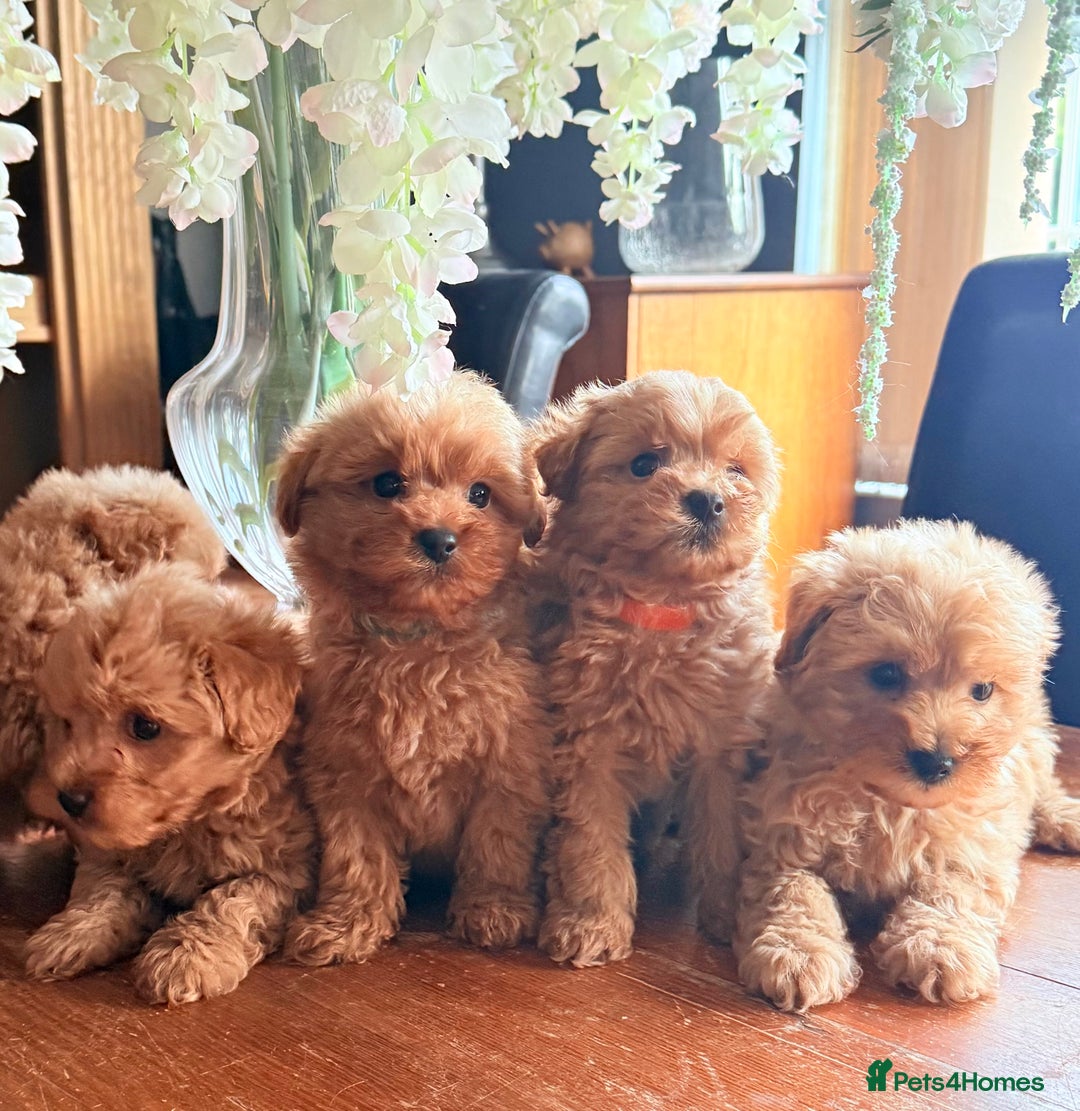Mixed Breed dogs for sale: STUNNING F1 toy cairn-oodle pups TINY & rare  - Image 21