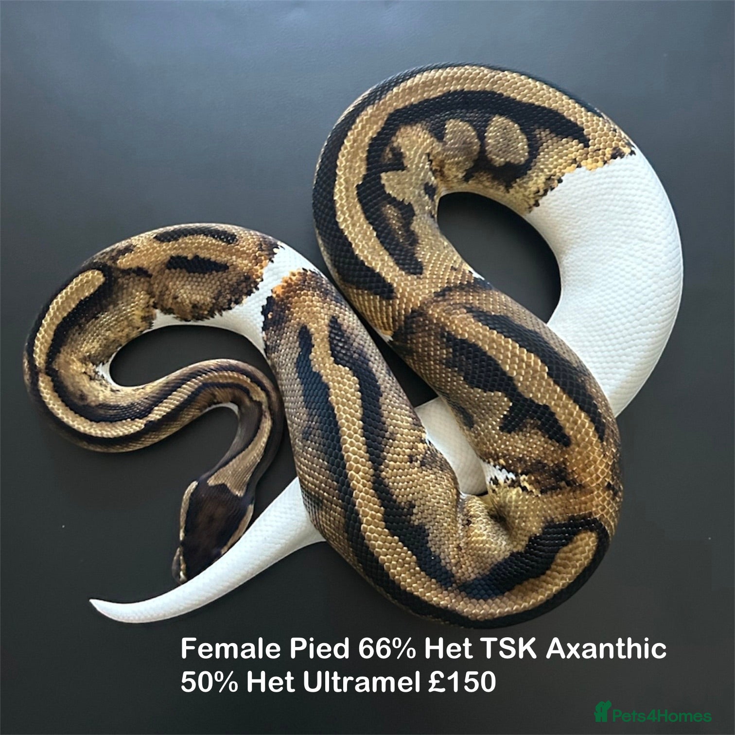 Python Snake reptiles Royal Pythons available  - Advert 10