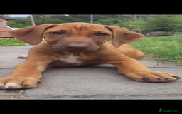 Rhodesian Ridgeback dogs for sale: KC reg chunky handsome pups - Image 14