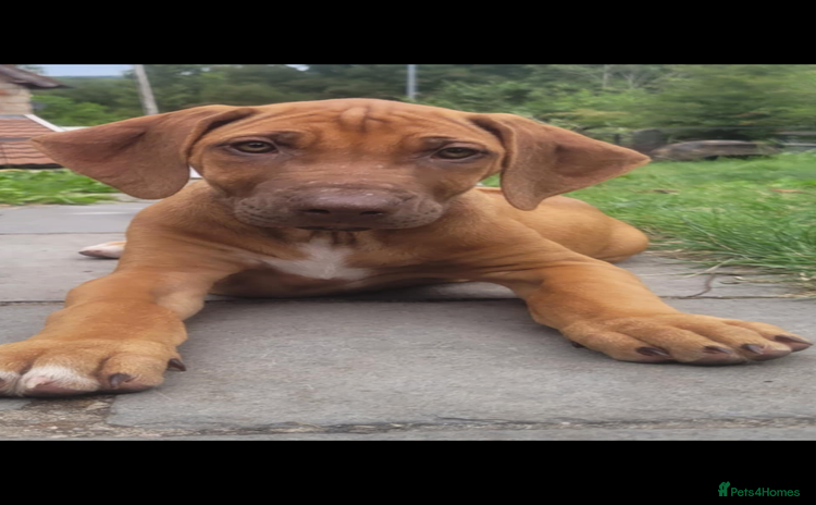 Rhodesian Ridgeback dogs - Advert 9