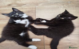 British Shorthair cats for sale: Beautiful kitten  - Image 9
