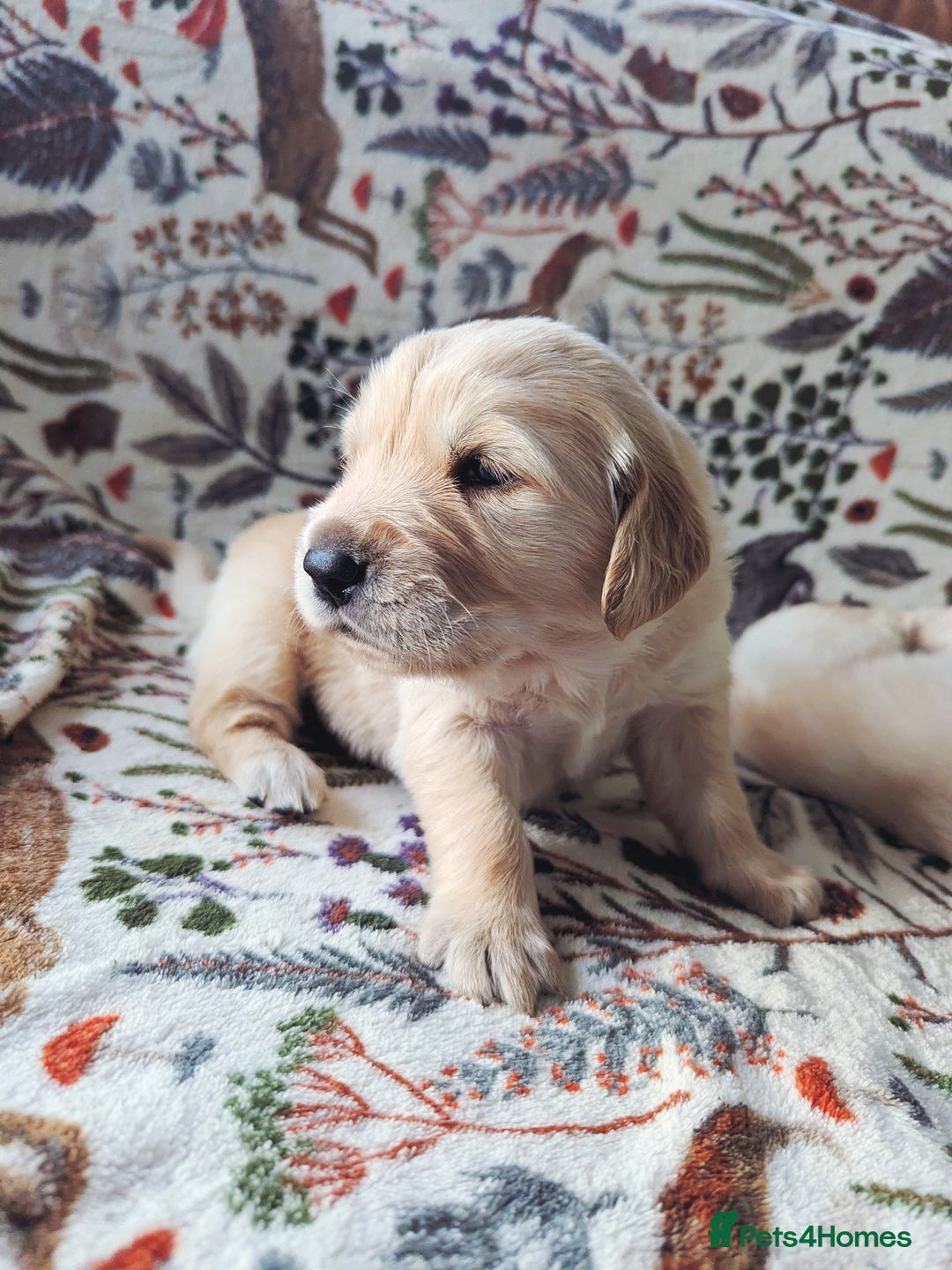 Golden Retriever dogs for sale: Chunky golden pups - Advert 3