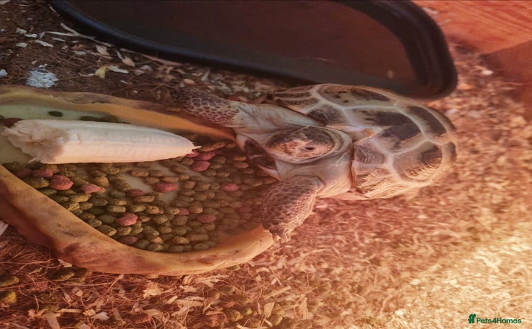 Tortoise reptiles - Advert 1