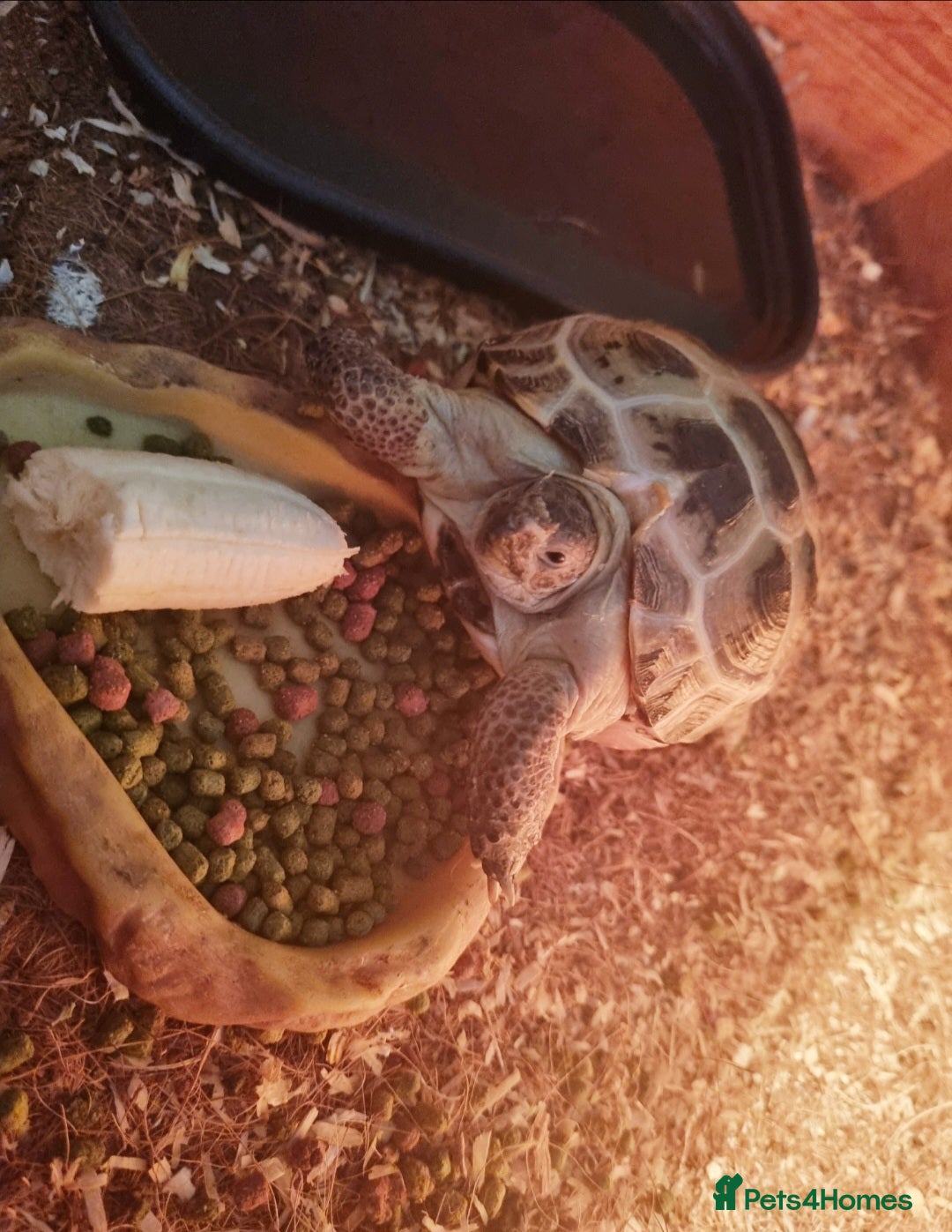 Tortoise reptiles for sale: Pet Tortoise  - Image 1