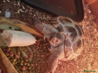 Tortoise reptiles - Advert 8