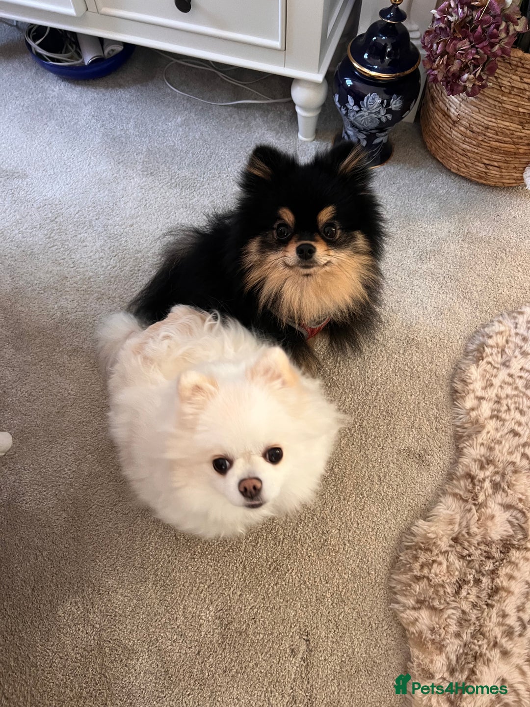 Pomeranian dogs for sale: Beautiful ** Pomeranian puppies  - Advert 26
