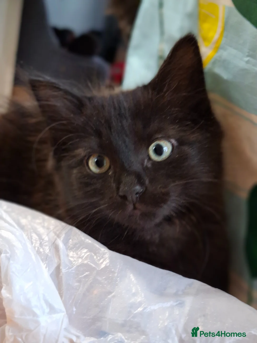 British Longhair cats for sale: Cute fluffy black/ brown kittens  - Advert 2