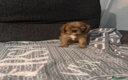 Cavalier King Charles Spaniel dogs for sale: Cavalier King Charles Spaniel - Image 9