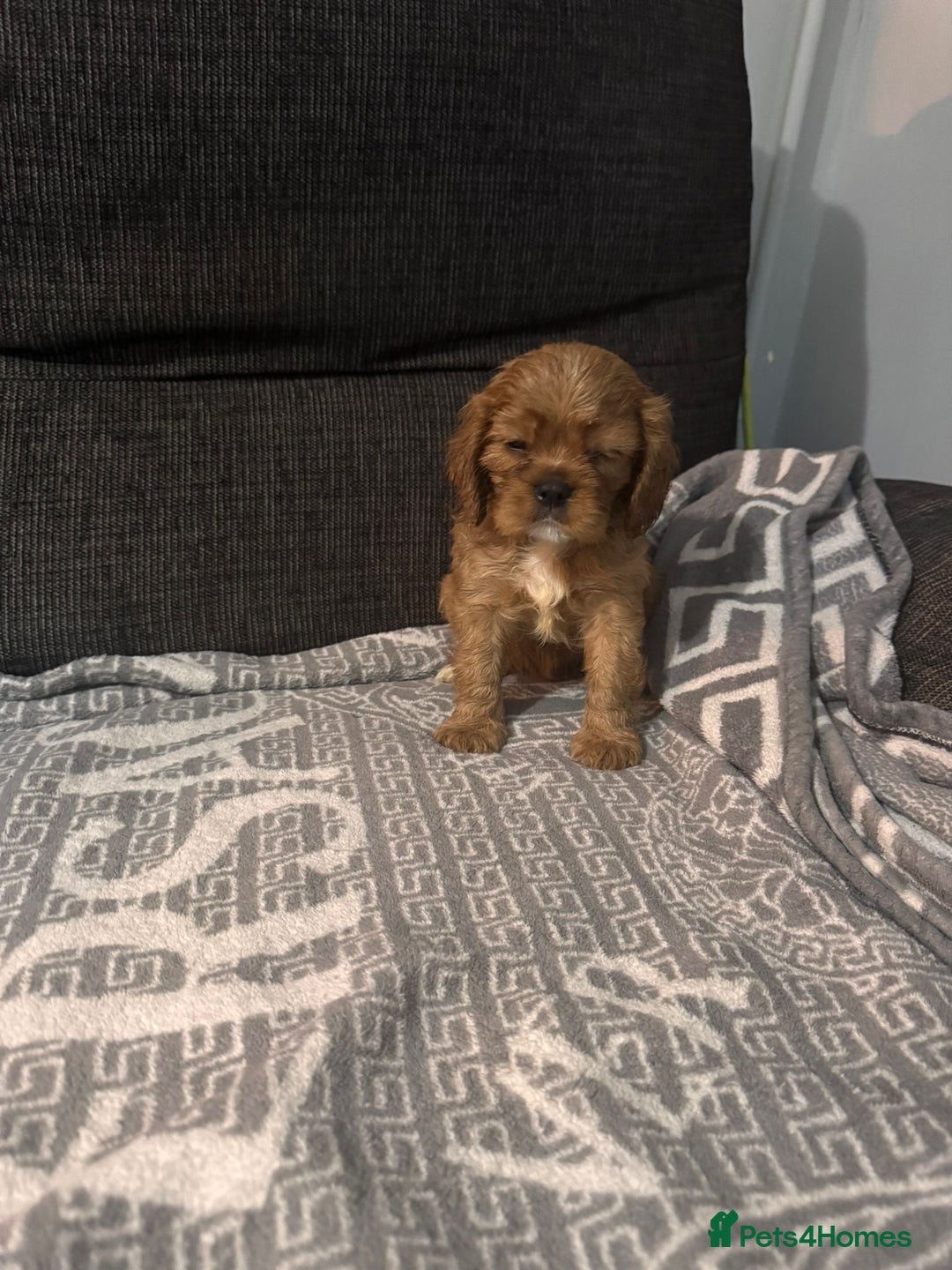 Cavalier King Charles Spaniel dogs for sale: Cavalier King Charles Spaniel - Image 9