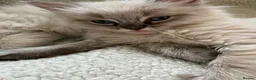 Ragdoll cats for sale: Lynx Ragdoll boys  - Advert 9