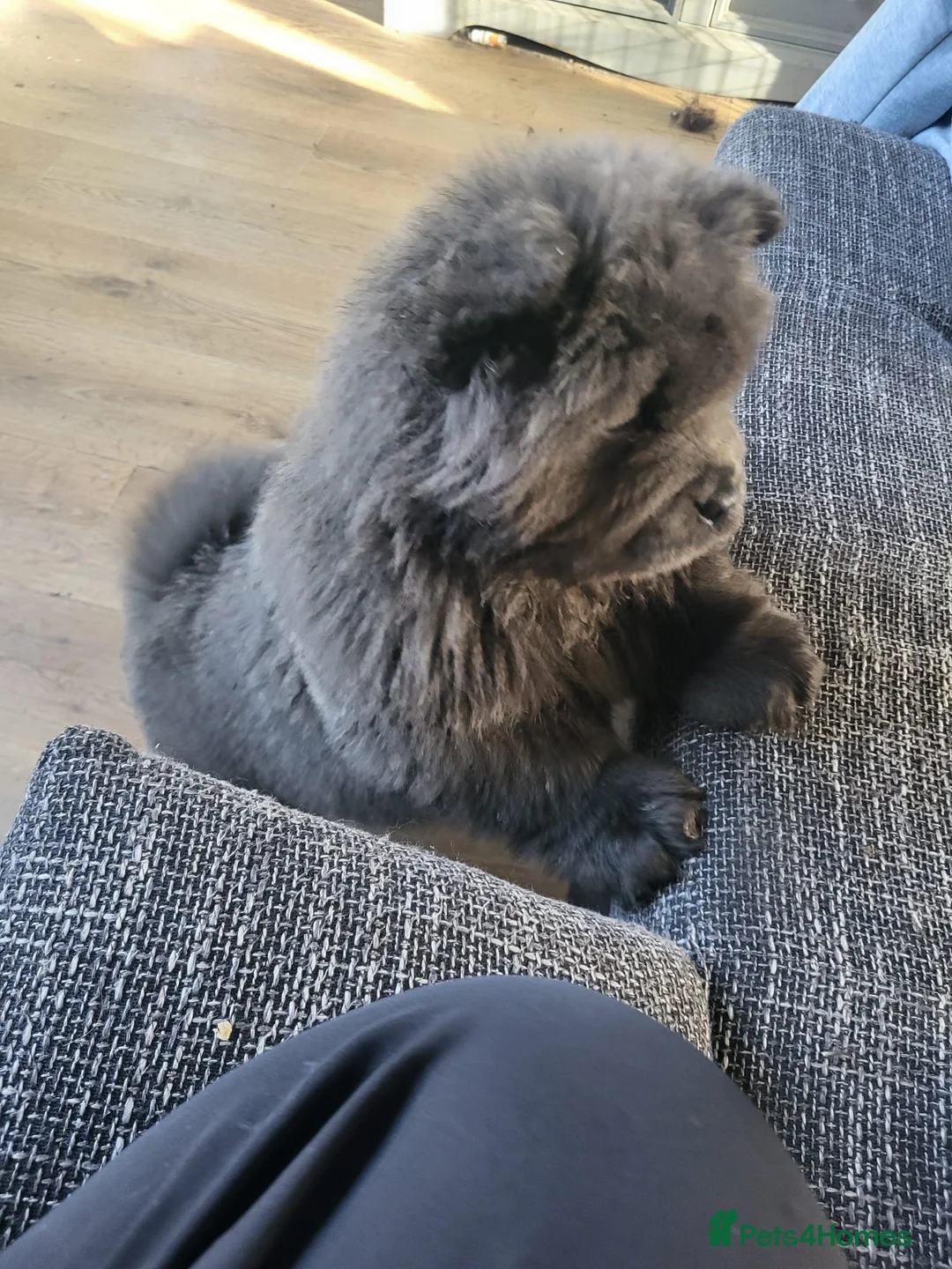 Chow Chow dogs for sale: Chow chow pups kc reg champ lines - Advert 2