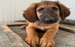Mixed Breed dogs for adoption: Wren (Hound/Shepherd mix) - Image 19