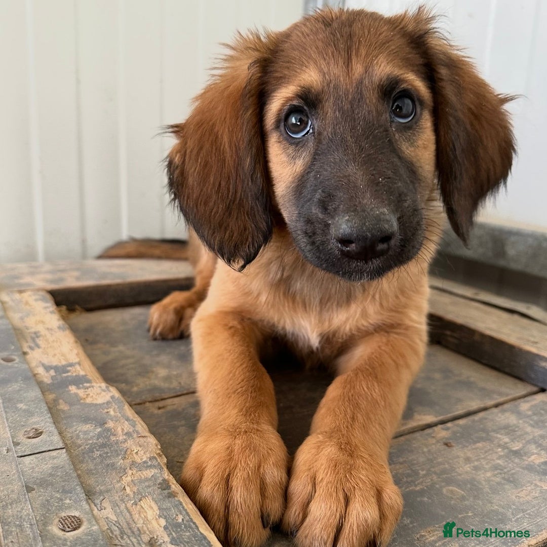 Mixed Breed dogs for adoption: Wren (Hound/Shepherd mix) - Image 19