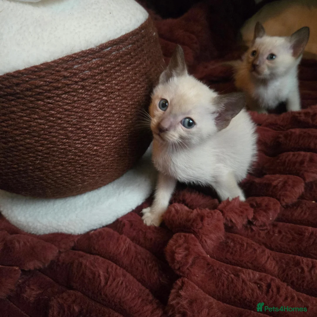 Tonkinese cats for sale: First generation, pedigree, registered,vet checked - Advert 14