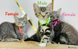 Ragdoll cats for sale: Ragdoll x tabby mix - Image 1
