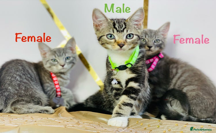 Ragdoll cats - Advert 4