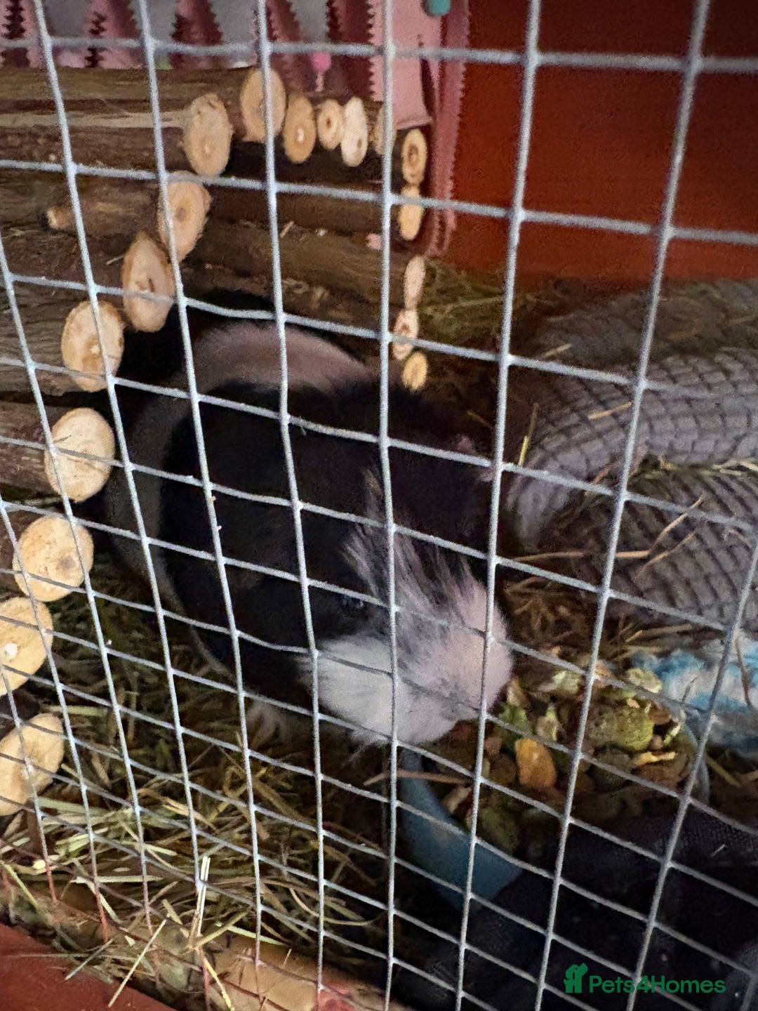 Guinea Pig rodents for sale: 3 x female guinea pigs - Almost a year old - Advert 5