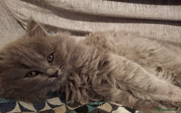 British Longhair cats for sale: 5 x beautiful BLH kittens for sale - Advert 3
