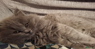 British Longhair cats 5 x beautiful BLH kittens for sale - Advert 9