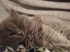 British Longhair cats 5 x beautiful BLH kittens for sale - Advert 12