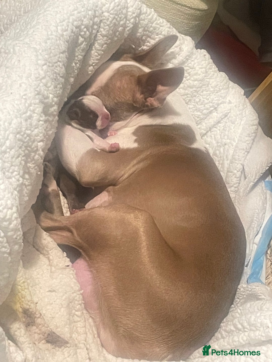 Boston Terrier dogs for sale: 1 brown boy Boston puppy available now  - Advert 7