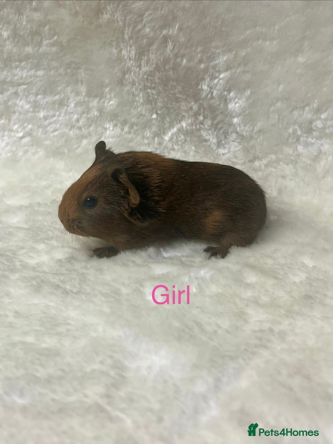 Guinea Pig rodents for sale: Beautiful well handled guinea pig babies - Advert 13