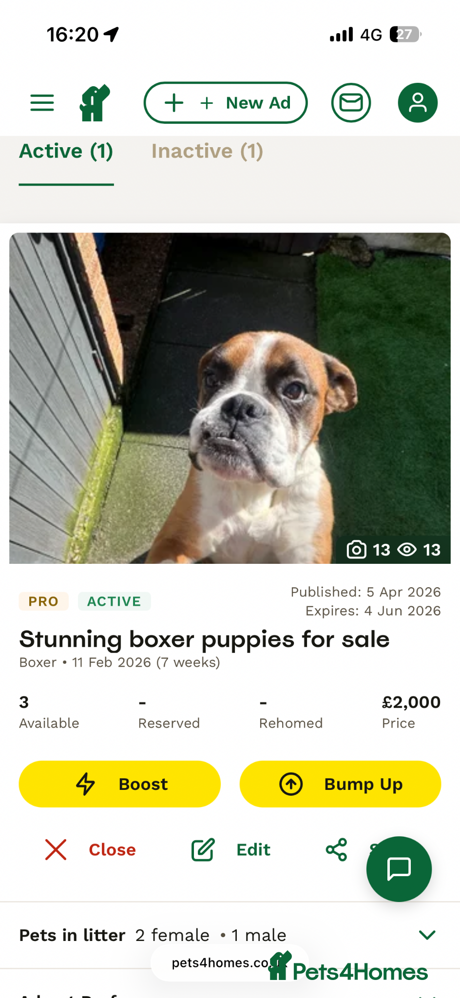 Boxer dogs Last 1 stunning boxer pup left  - Advert 2