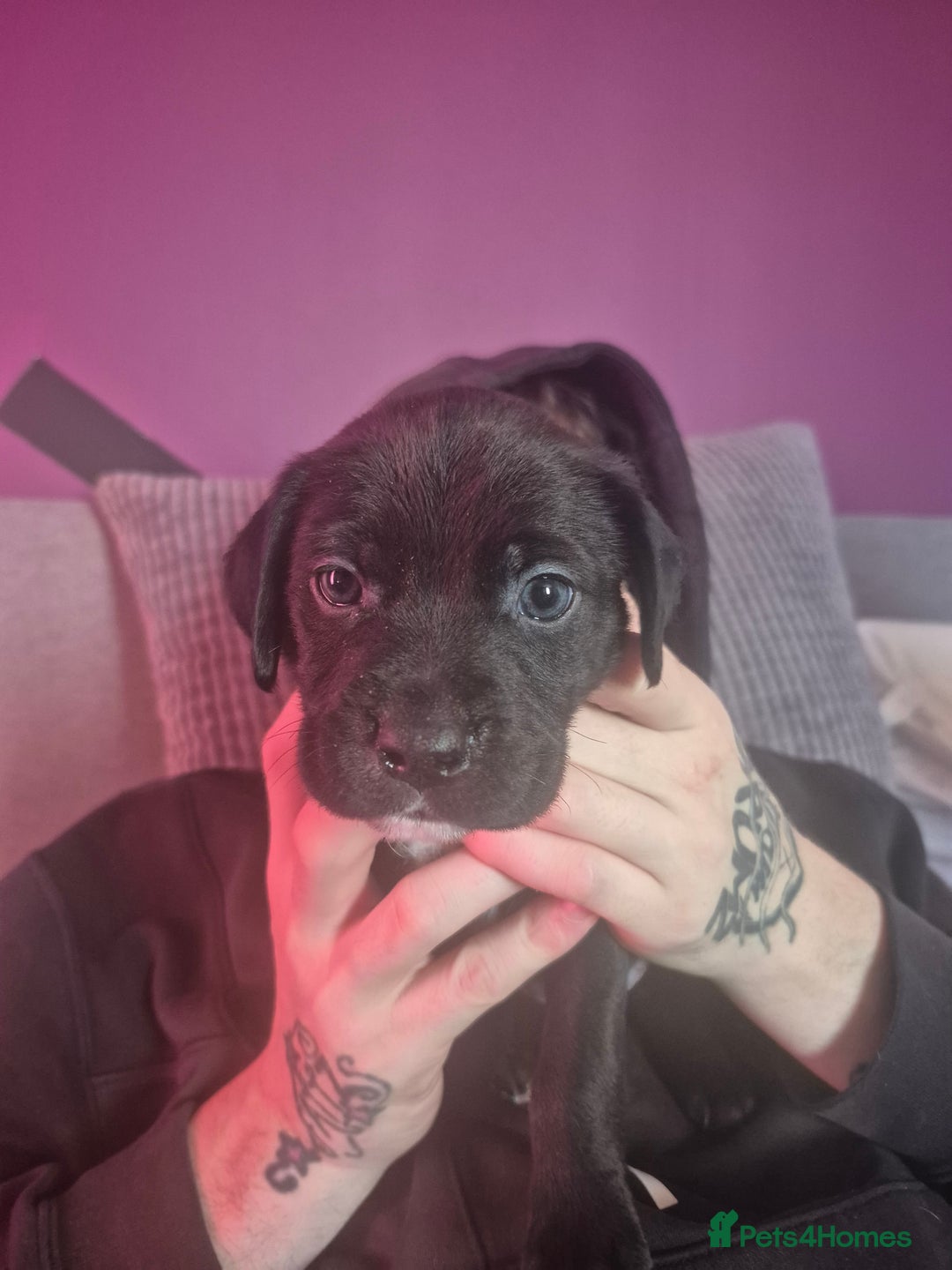 Mixed Breed dogs for sale: Bullmastiff x Springer Spaniel Puppies - Advert 35