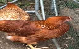Chickens poultry for sale: 2 hybrid hens for sale £10 each  - Image 4