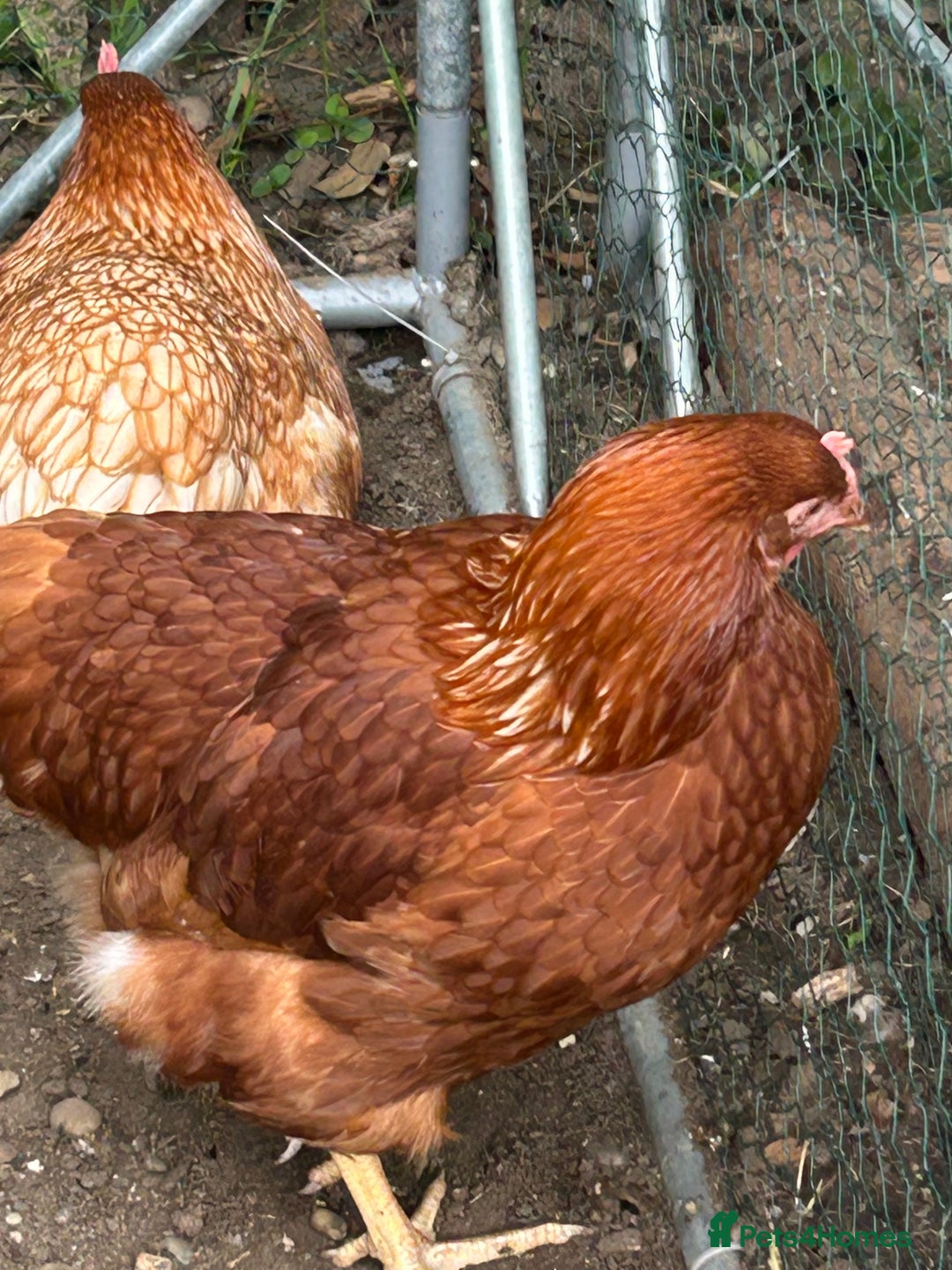 Chickens poultry for sale: 2 hybrid hens for sale £10 each  - Image 4