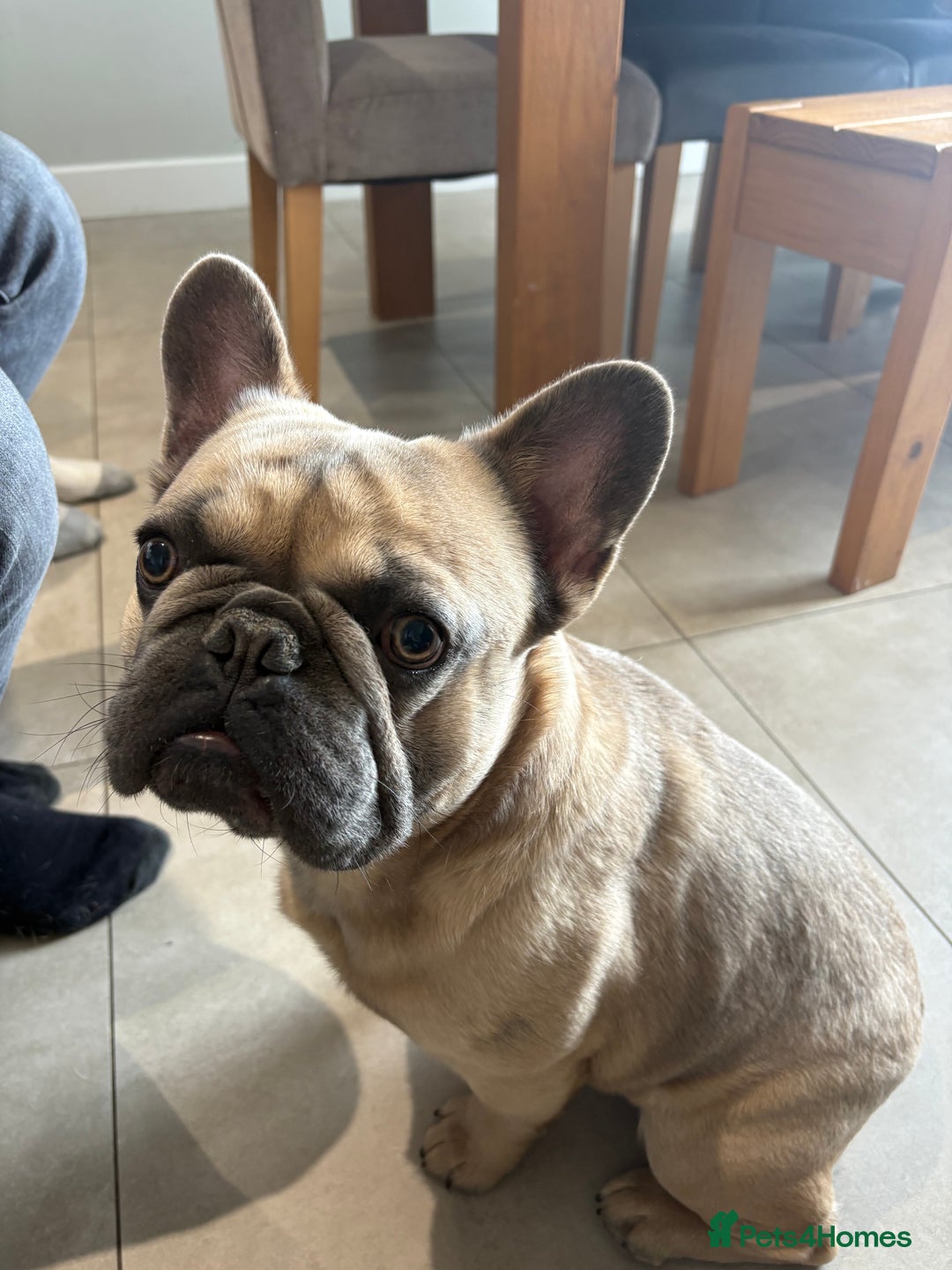 French Bulldog dogs for stud: Beautiful boy “blue” for stud  - Advert 4