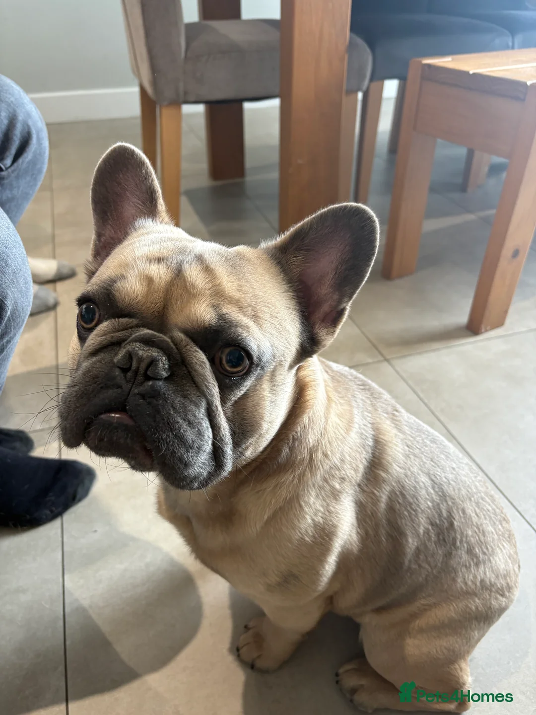 French Bulldog dogs for stud: Beautiful boy “blue” for stud  - Advert 4