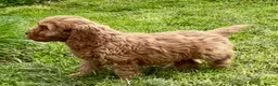 Cockapoo dogs for sale: Adorable F1 Cockapoo girl - Advert 13