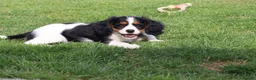 Cockapoo dogs for sale: Cockerlierpoo puppies for sale - Advert 28