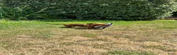 Dachshund dogs for sale: Wire haired & smooth recessives dachshunds - Advert 4