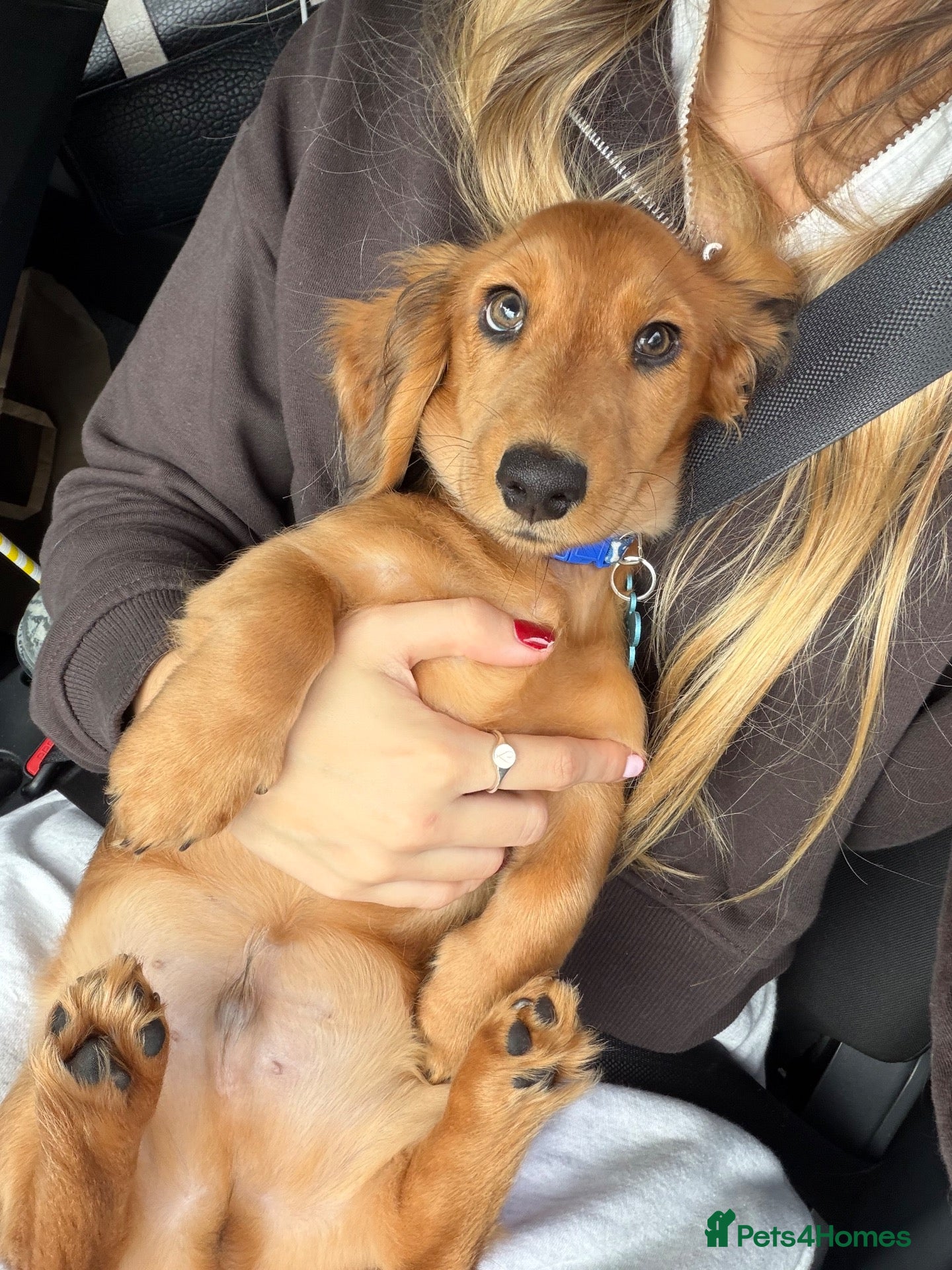 Dachshund dogs Daschund - Advert 5
