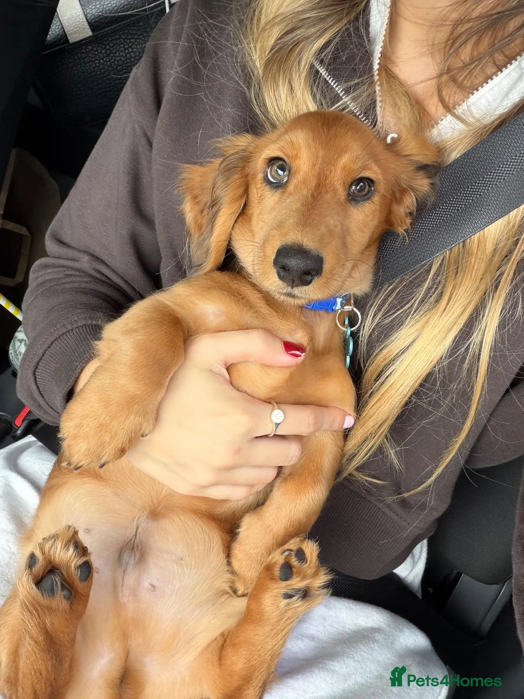Dachshund dogs for sale: Daschund - Advert 1
