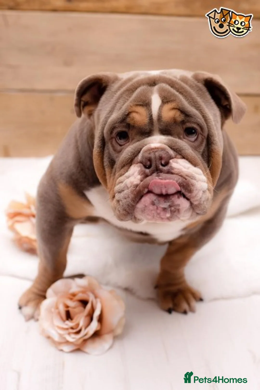 English Bulldog dogs for stud: BURT LILAC TRI STUD KC REGISTERED HEALTH TESTED in Wisbech - Advert 3