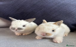 Mixed Breed rabbits for sale: Gorgeous baby bunny’s for sale  - Image 2