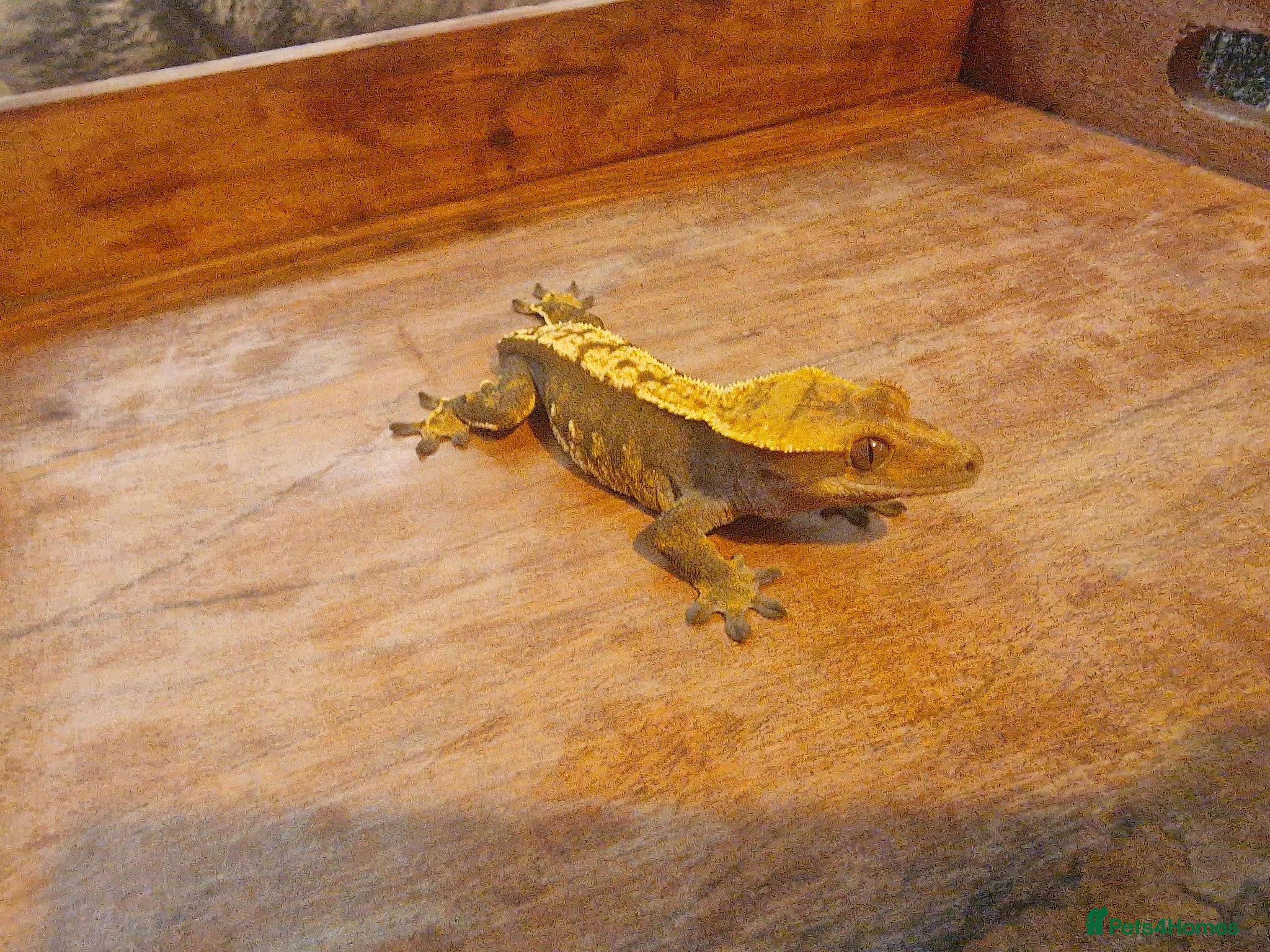 Gecko reptiles for sale: 8x Crested geckos/Full collection available!  - Advert 3