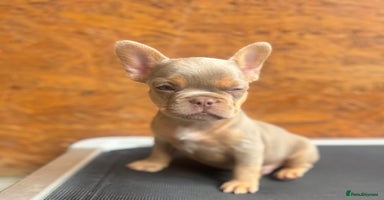 French Bulldog dogs - Advert 15