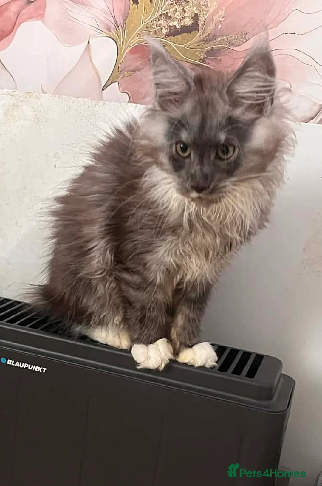 Maine Coon cats for sale: STUNNING FEMALE MAINE COON KITTEN in Portsmouth - Advert 2